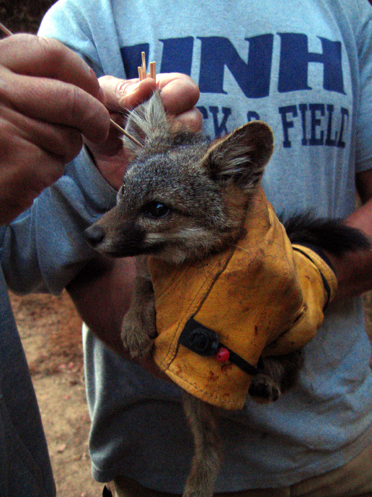 A male fox in Banning Meadow on Santa Catalina Island. A team of scientists led by UC Davis found alarming rates of ear mites and ear canal tumors in the foxes. Ear mite treatments they initiated have since dramatically reduced the problem, their studies show. Photo courtesy of Julie Lynn King/Catalina Island Conservancy.