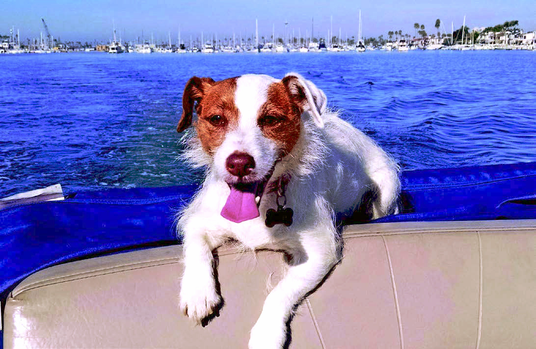 Dog Aboard – The Log dogaboard
