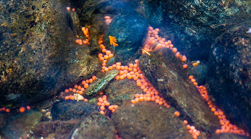 What Is Fish Spawning And Does It Affect Your Fishing The Log